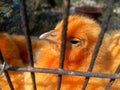 Cute Cockerel in a cage