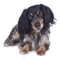 Cute cockerspaniel mixed breed Royalty Free Stock Photo