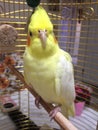 The cute my bird