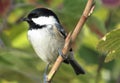 The cute coletit is sitting on the light brown branch with green buds.