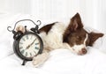 Cute Collie border breed dog sleeping in bed Royalty Free Stock Photo