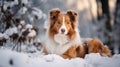 Cute collie dog in snowy forest