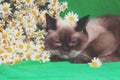 Cute color point cat lying on a green blanket