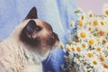 Cute color point cat sniffing flowers