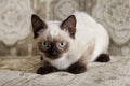 Cute color-point kitten with blue eyes is sitting on a beige sofa. Royalty Free Stock Photo