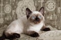 Cute color-point kitten with blue eyes is sitting on a beige sofa and looking up. Royalty Free Stock Photo