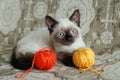 Cute color-point kitten with blue eyes is sitting on a beige sofa and playing with colorful balls of threads. Royalty Free Stock Photo