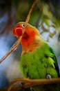 Cute parrot agapornis fisher holding a twing in beak Royalty Free Stock Photo