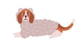 Cute colorful dog beagle breed wearing funny woolen sheep costume vector flat illustration. Adorable domestic animal