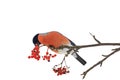 Cute colorful eurasian bullfinch eating red berries isolated on white Royalty Free Stock Photo