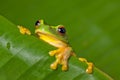 Cute colorful frog peeking over a leaf Royalty Free Stock Photo