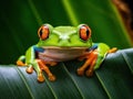 Cute colorful frog peeking over a leaf