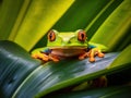 Cute colorful frog peeking over a leaf