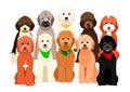 Colorful goldendoodles group