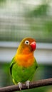 Cute and colorful lovebird perching on the branch Royalty Free Stock Photo