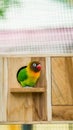 Cute and colorful lovebird on the breeding box Royalty Free Stock Photo