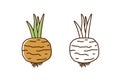 Cute colorful and monochrome turnip icon vector flat illustration. Natural organic radish with root and stem in line art