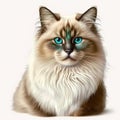 Cute Colorful Ragdoll cat head portrait realistic, white gray. Royalty Free Stock Photo