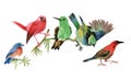 Cute colorful small birds sitting on twig on white background, watercolor painting.