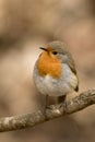 Cute and colorful small passerine bird, European robin Erithacus rubecula Royalty Free Stock Photo