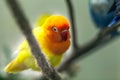 cute colorful Sun Conure parrot birds