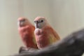 cute colorful Sun Conure parrot birds