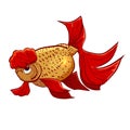 Cute colorful vector hand drawn illustration of goldfish over white background. Our favorite home aquarium pets