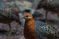 cute and beautiful rainforest birds of Thailand