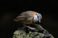 cute and beautiful rainforest birds of Thailand