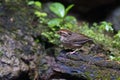 cute and beautiful rainforest birds of Thailand