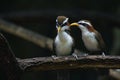 cute and beautiful rainforest birds of Thailand