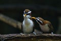 cute and beautiful rainforest birds of Thailand