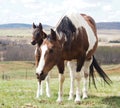 Cute colt, baby horse, in pasture