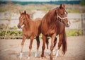 A cute colt and his mother stand together in a paddock in the field on a summer day