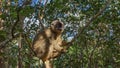 Cute common brown lemur Eulemur albifrons is sitting on a tree