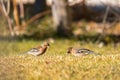 Cute Common Chaffinch passerine bird foraging grass for food on