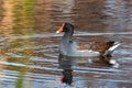 Cute Common Gallinule duck swimming in pond portrait Royalty Free Stock Photo