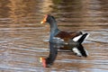 Cute Common Gallinule duck swimming in pond portrait Royalty Free Stock Photo