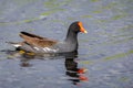 Cute Common Gallinule duck swimming in pond portrait Royalty Free Stock Photo