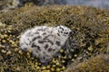 A cute Common Gull Larus canus chick hiding in the seaweed.
