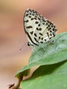 A cute Common Pierrot butterfly & x28;Castalius Rosimon& x29; resting on leaves while summer season.