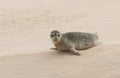 A cute Common Seal Phoca vitulina resting on a sandbank in Scotland when the tide was out.