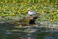 Cute common tern sitting on branch