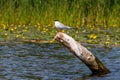 Cute common tern sitting on branch