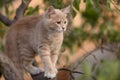 Cute confused cat on tree branch , funny animals, kitten walking outdoors Royalty Free Stock Photo