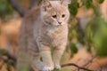 Cute confused cat on tree branch , funny animals, kitten walking outdoors Royalty Free Stock Photo