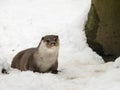 Cute Congo clawless otter (Aonyx congicus) sitting in the snow Royalty Free Stock Photo