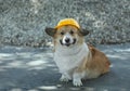 Construction dog corgi in a yellow hard hat sits on the repair site against the background of a pile of rubble and smiles