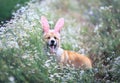 Cute contented puppy dog red Corgi in festive Easter pink rabbit ears sits on meadow surrounded by white chamomile flowers on a Royalty Free Stock Photo