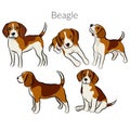 Cute cool beagle puppy doodle set. Collection of flat dog in various poses and actions.